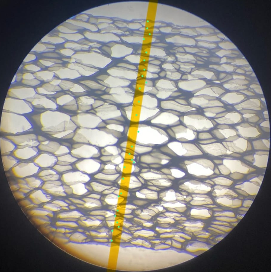 Foam cellular structure detail